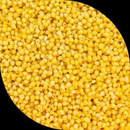 Жовте просо