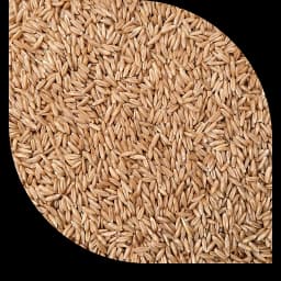 Голозерний овес