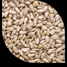 Ядра соняшника