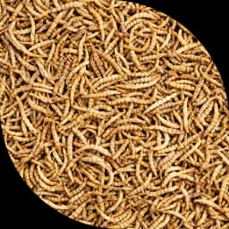 Сушені черв’ячки