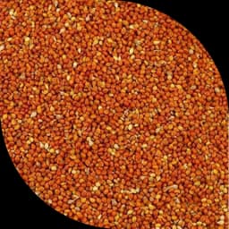 Червоне просо